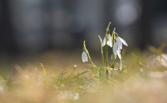 Яке свято відзначають українці 14 березня: народні прикмети і традиції