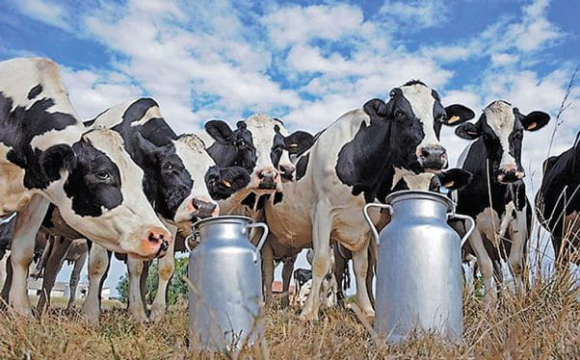 В Україні можуть масово закриватися ферми: що відбувається