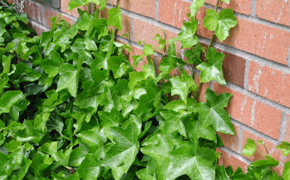 Цю рослину категорично заборонено садити біля дому: вона притягує кліщів 