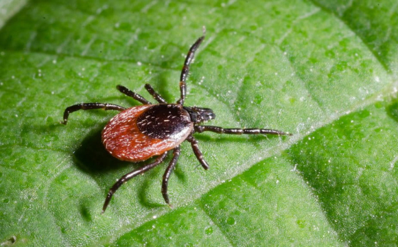 На Волині активізувалися кліщі: чому вони такі небезпечні