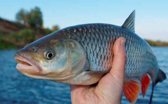 На заході України зафіксували масову загибель риби