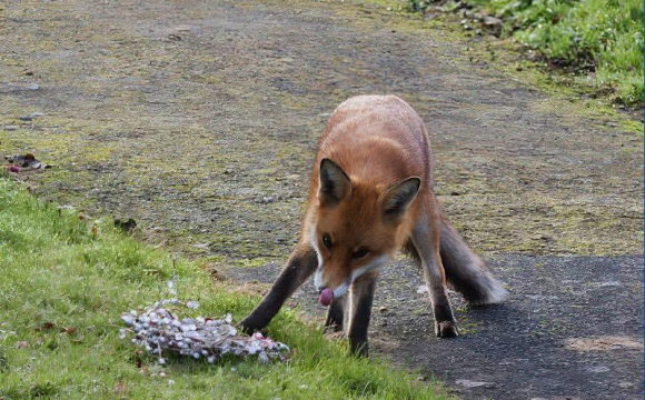 Жителів заходу України закликали уникати контакту із тваринами