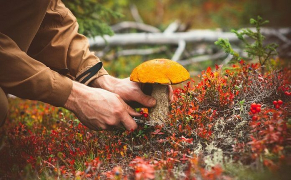 На Волині чоловік знайшов велетенського гриба