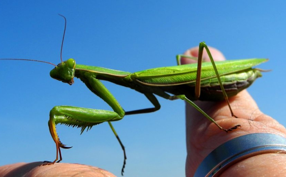 Гігантські богомоли масово захоплюють міста
