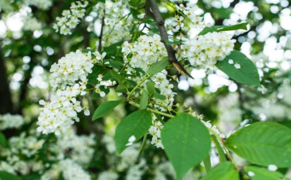 Церковне свято, народні прикмети й заборони: що варто знати українцям про 4 травня