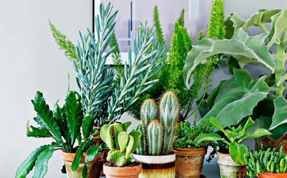 Ці квіти в жодному разі не можна тримати вдома дівчатам 