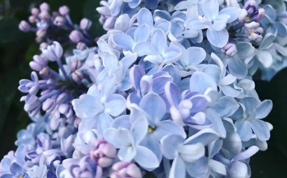 Чому не можна садити бузок біля хати