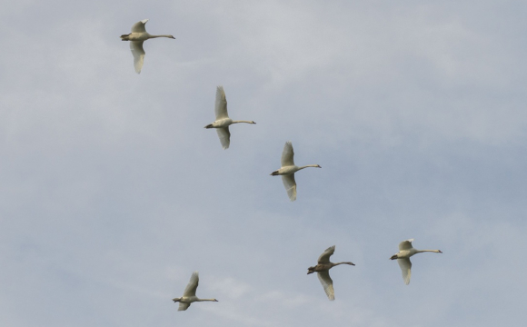 Над Україною помітили дві тисячі лебедів: що це означає