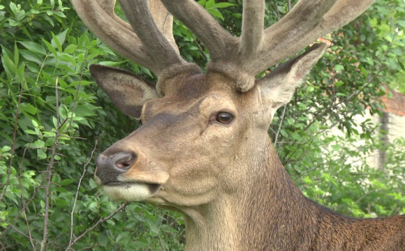 Стало відомо, хто збив оленя Бориса