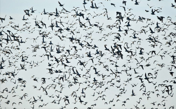 Над українським містом зібралася величезна зграя птахів: кажуть про поганий знак