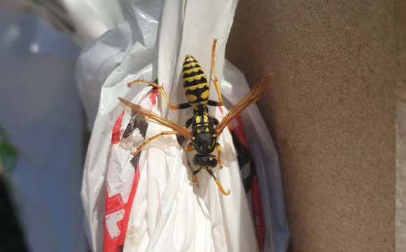 На заході України помітили небезпечну комаху