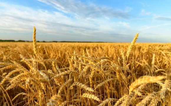 Стало відомо, чи загрожує Україні голод у 2026 році