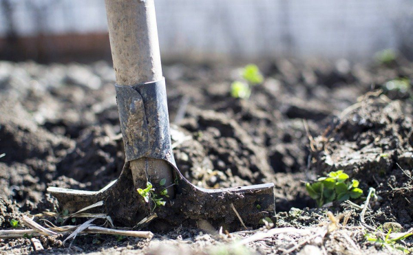 Вербний тиждень: названі дні, у які категорично не можна ходити на город