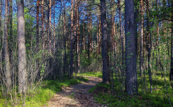 У лісах Волині росте давня рослина, яка спалахує в повітрі 