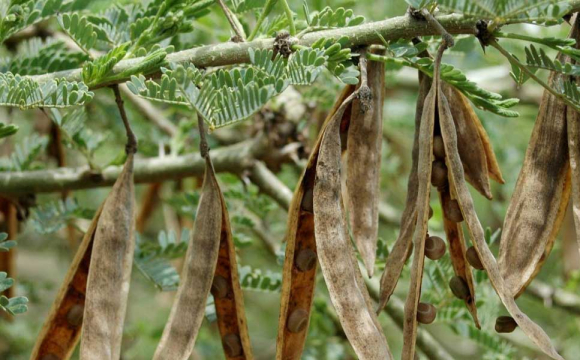 Українців попередили про небезпечну комаху, яка схожа на рослину