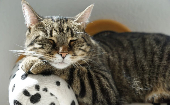 Продукти, які категорично заборонено давати котам: повний перелік