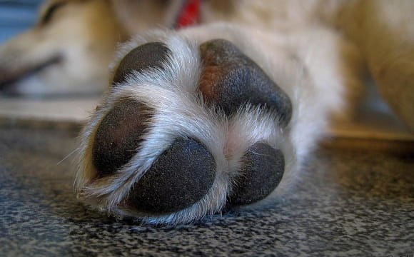 На Волині собака накинувся на перехожу