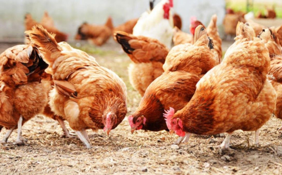 На Волині господарів попередили про небезпечний вірус