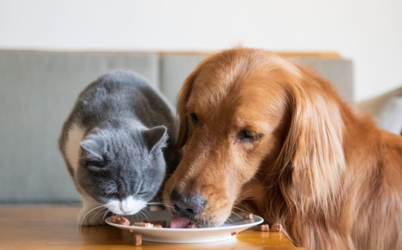 Чим категорично заборонено годувати котів та собак
