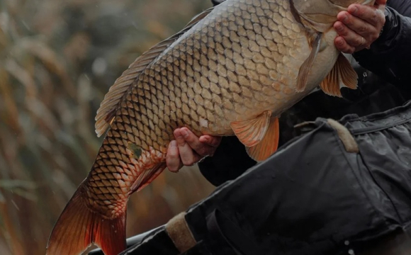 На заході України чоловік зловив 15-кілограмового коропа