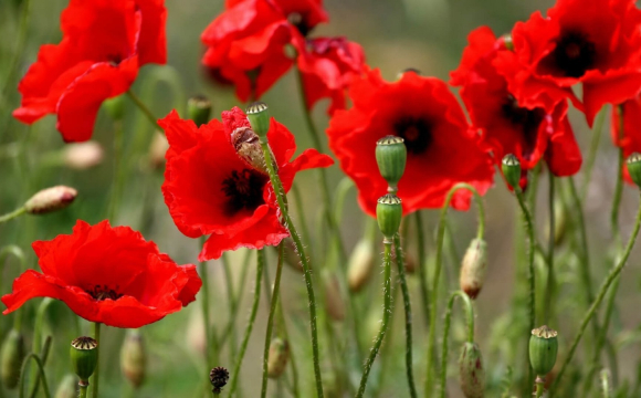 На Волині жінка масово вирощувала мак: деталі