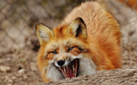 Волинь масово атакують скажені лисиці: зафіксовані напади на людей