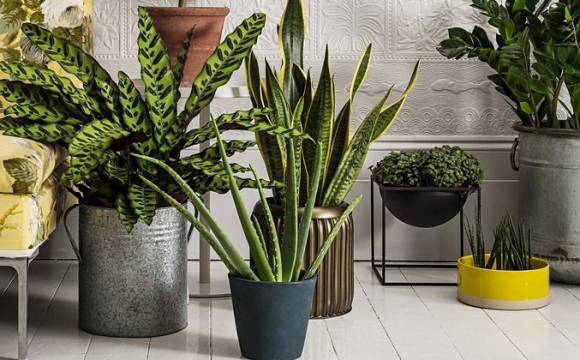 Три кімнатні рослини можуть покращити сон