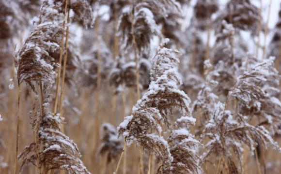 Україну накриють сильні морози і сніг: названі дати