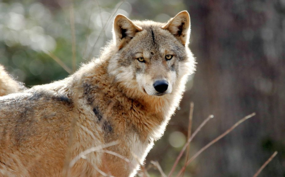 На Волині вовк зі сказом напав на чоловіка