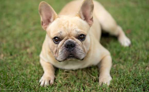 Які породи собак не варто заводити навіть досвідченим людям