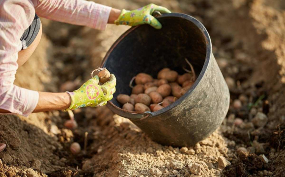 Коли садити картоплю у квітні: найкращі дні