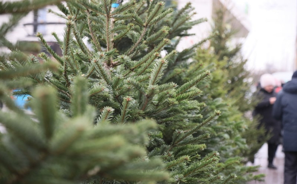 Українців можуть оштрафувати на 1700 гривень через ялинку