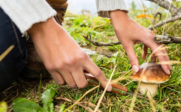 Чи можна збирати гриби перед Великоднем: відповідь, яка здивує багатьох