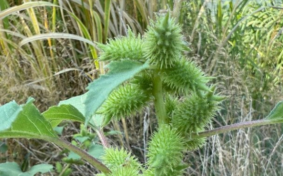 В Україні стрімко поширюється отруйна рослина: як вона виглядає