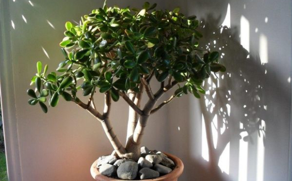 Де краще поставити грошове дерево, щоб притягнути багатство