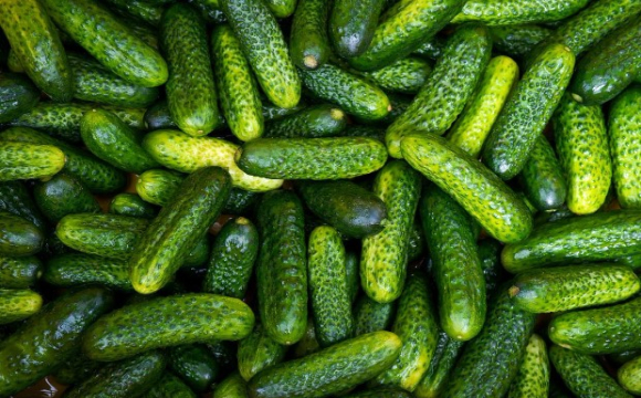 Ціни на огірки невпинно зростають, теплиці підняли вартість через дефіцит