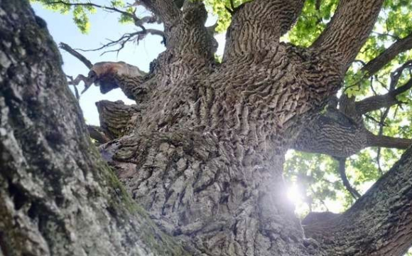 Біля автобусної зупинки на групу людей впав 50-річний дуб: є постраждалі