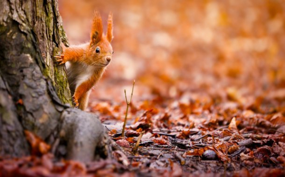 Не пропустіть нічого важливого: гороскоп на 10 листопада для всіх знаків Зодіаку