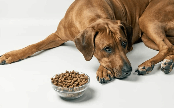 ТОП-7 собак, які чудово підходять для сімейного життя