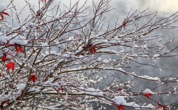 Захід України накриє 24-градусний мороз: названі дати