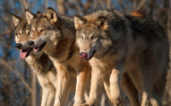 На Волині вовки масово нападають на домашніх тварин