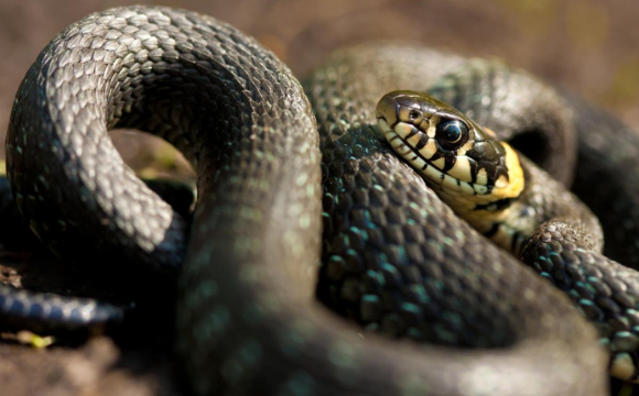 Українські міста масово атакують змії