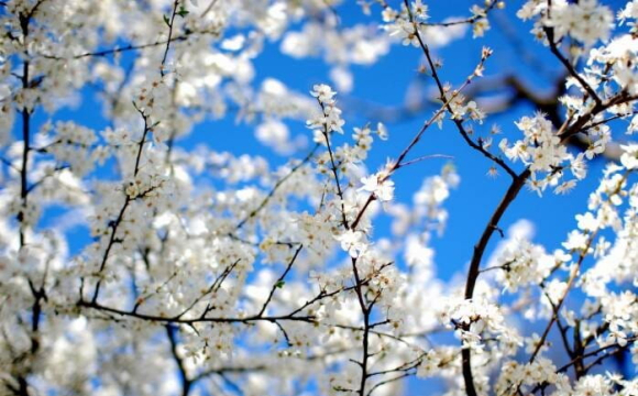 Якою буде погода в Україні у квітні: перший прогноз синоптиків