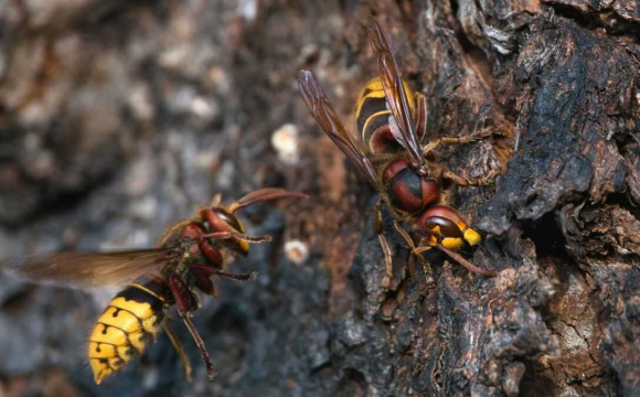 1000 укусів на двох: шершні вбили двох дітей