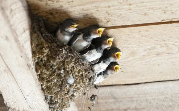 Які знаки обіцяють швидке наближення щасливих подій