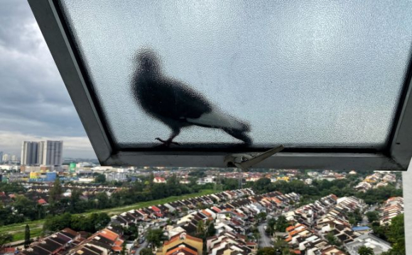 Стало відомо, які птахи приносять у дім тривожні новини