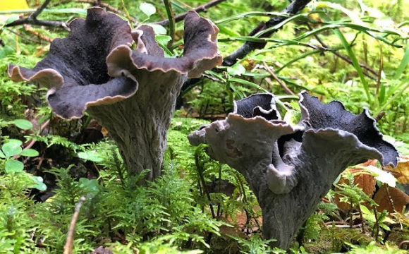 Під Луцьком жінка знайшла рідкісний гриб