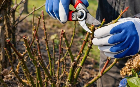 Які рослини категорично заборонено обрізати навесні: повний перелік