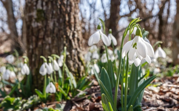 Весна здивувала Луцьк: такого початку ще не було