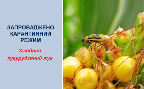 У двох районах на заході України ввели карантин: що сталося